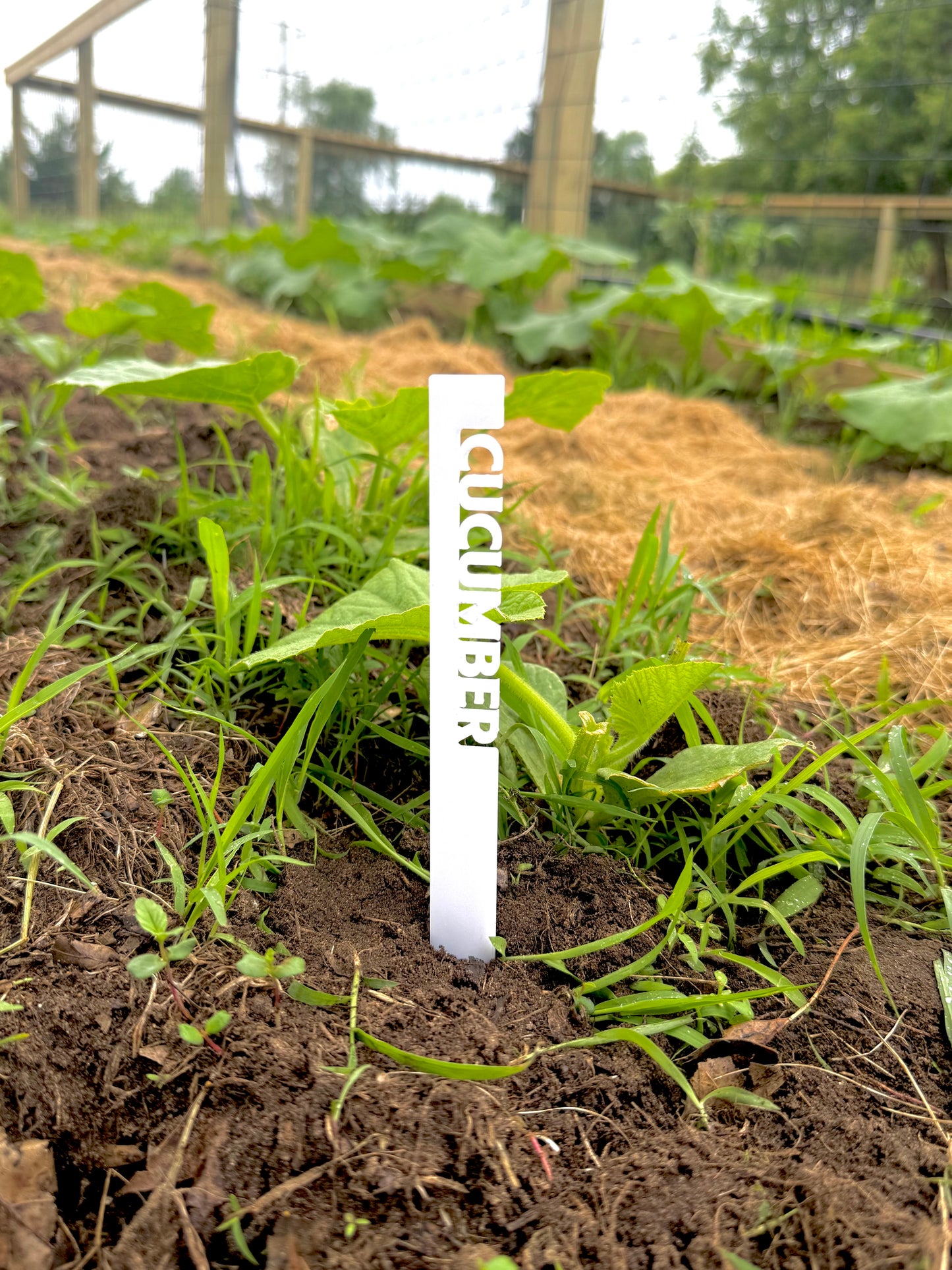 Acrylic Plant Stakes